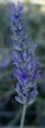 /album/a-planta/images-10-jpg/